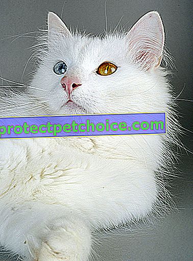 Foto: gato Van turco sobre mascotas