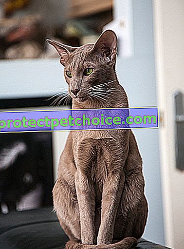 Foto: gato oriental en mascotas