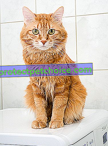 Foto: Gato Kurilian Bobtail en Mascotas