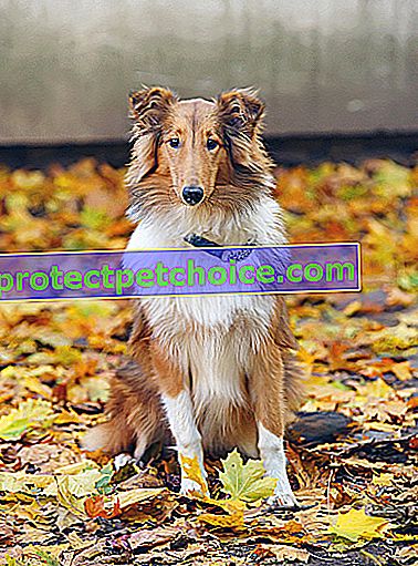 Foto: perro collie de pelo largo en mascotas