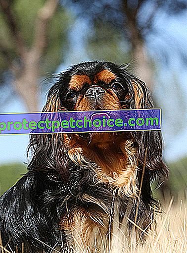 Foto: perro de raza King Charles Spaniel en Mascotas
