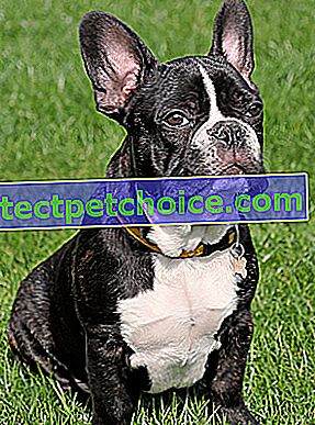 Foto: perro bulldog francés en mascotas