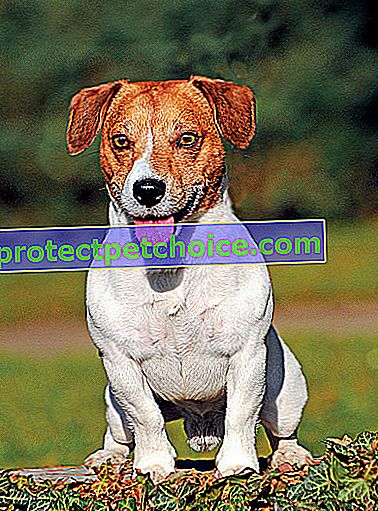 Foto: raza de perro Jack Russell Terrier en Pets