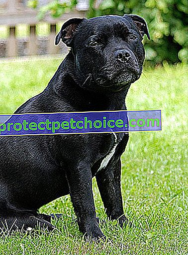 Foto: raza de perro Staffordshire Bull Terrier en mascotas