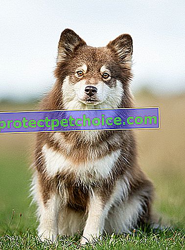 Foto: raza de perro de Laponia finlandesa en mascotas