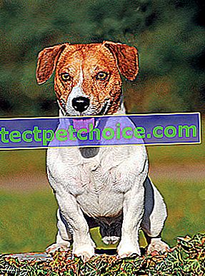 Снимка: куче порода Джак Ръсел териер за домашни любимци