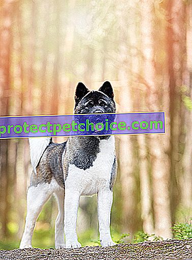 Foto: raza de perro Akita americano en mascotas