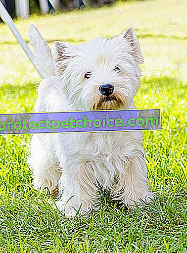 Foto: perro West Highland White Terrier en mascotas