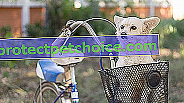 Foto: Mejor canasta de bicicleta para perros
