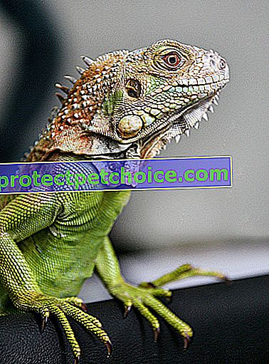 Foto: reptil Iguana en mascotas