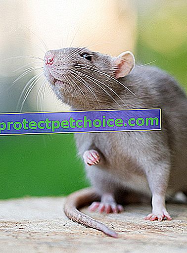 Foto: roedor de raza rata en mascotas