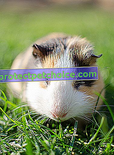 Foto: roedor conejillo de indias en mascotas