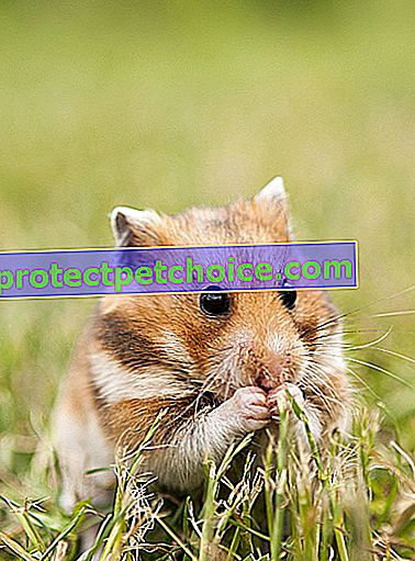 Foto: hámster roedor en mascotas