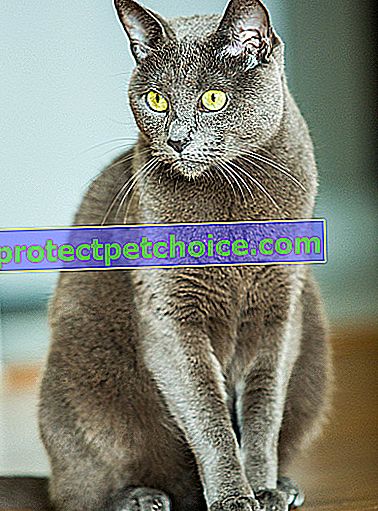 Foto: gato azul ruso en mascotas