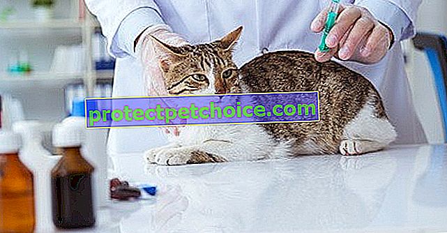 Vacuna a tu gatito
