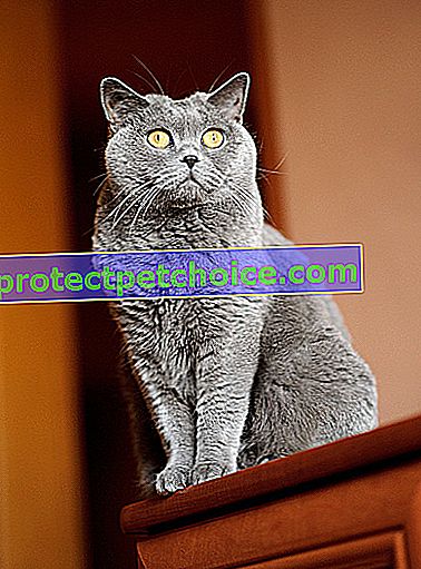 Foto: Britská krátkosrstá kočka na zvířatech