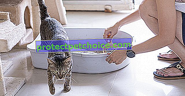 Echinokokóza u koček