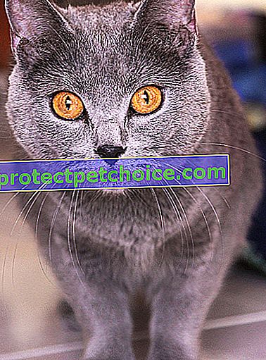 Foto: kočka Chartreux na zvířatech