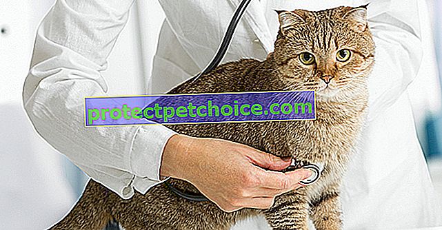 Хипертрофична кардиомиопатия при котки