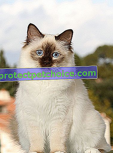 Снимка: Свещена бирманска котка за домашни любимци