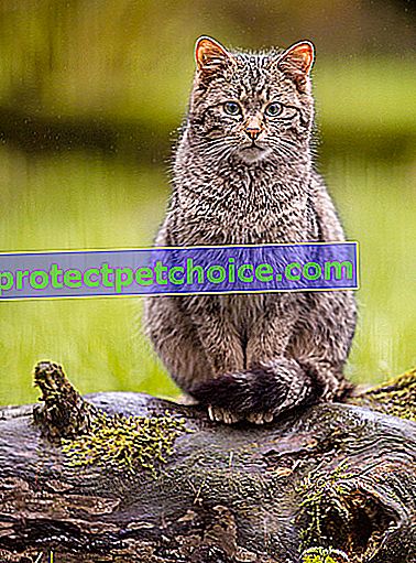 Foto: Evropská kočka plemene na zvířatech