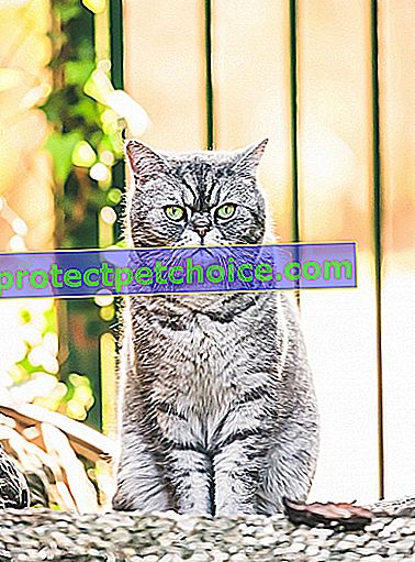 Foto: gato persa en mascotas