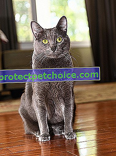 Foto: gato de raza Korat en mascotas