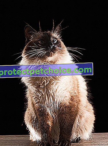 Foto: gato de raza balinesa en mascotas