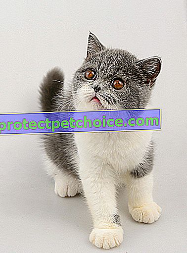 Foto: Gato de raza exótica en Mascotas