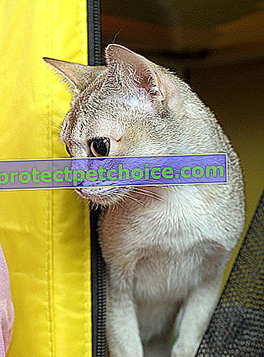 Foto: gato de raza Singapura en Pets
