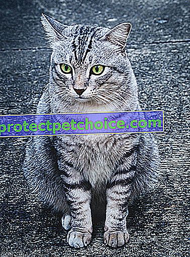 Foto: Americká krátkosrstá kočka na zvířatech
