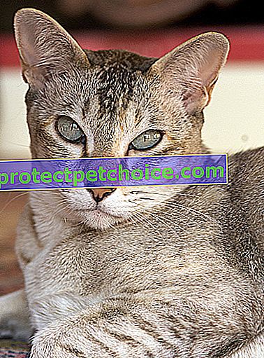 Foto: tonkineška mačka na domačih ljubljenčkih