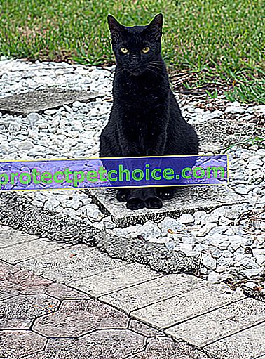 Zdjęcie: Havana Brown cat on Pets