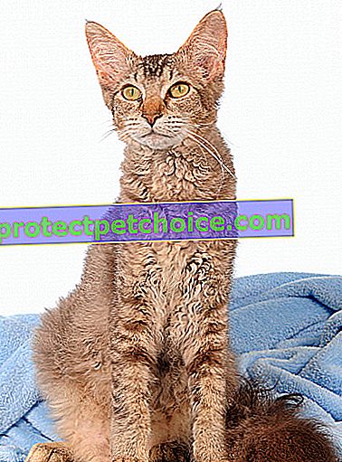 Foto: Gato de raza LaPerm en Mascotas