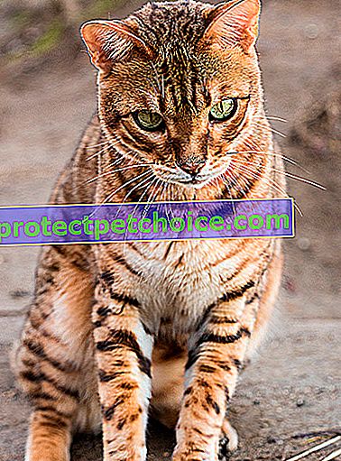 Фото: Бенгальська кішка на домашніх тваринах