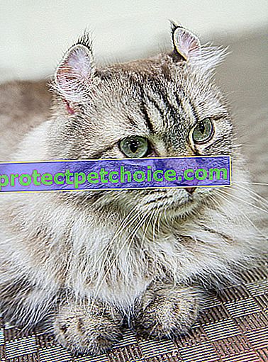 Foto: gato de raza American Curl en mascotas