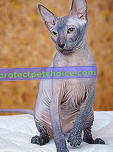 Foto: gato de raza Peterbald en Mascotas