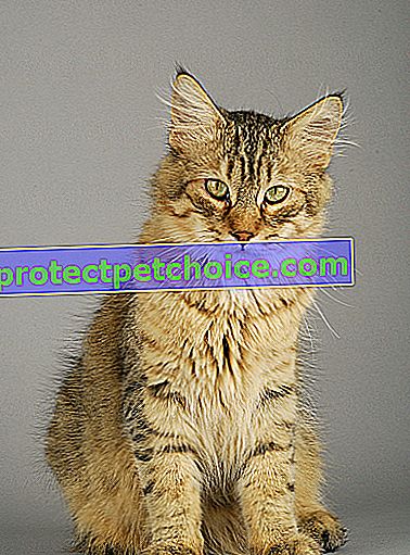Foto: gato de raza Pixie-Bob en Mascotas