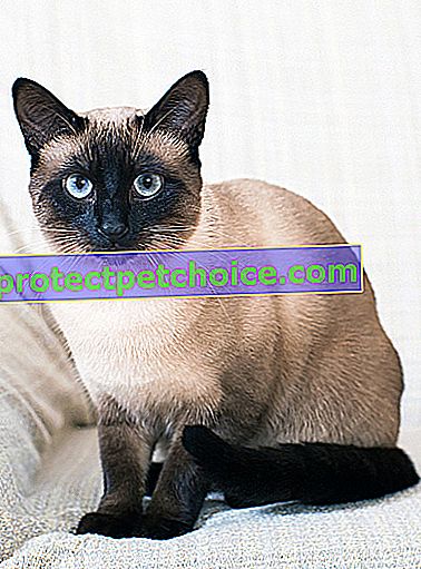 Zdjęcie: Kot rasy syjamskiej na zwierzętach