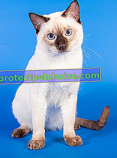 Foto: Thajská kočka na zvířatech