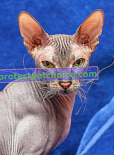 Foto: gato de raza Donskoy en Mascotas