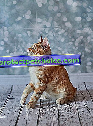 Foto: gato Bobtail americano en mascotas