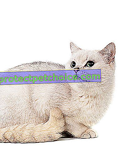 Снимка: Бурмила порода котка на домашни любимци