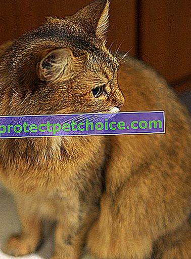 Foto: Gato de raza Manx en Mascotas