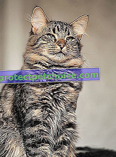 Foto: gato siberiano en mascotas