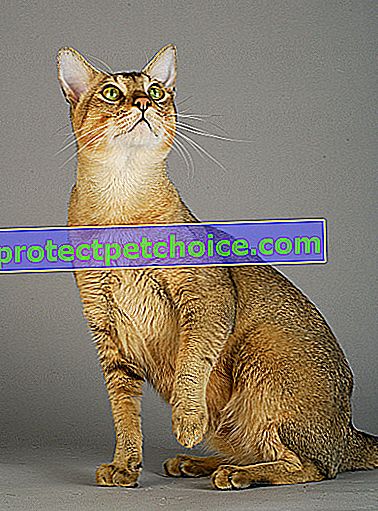 На фото: кошка породы чаузи на домашних животных