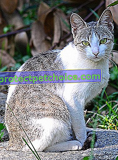 Foto: Ceylonská kočka na zvířatech