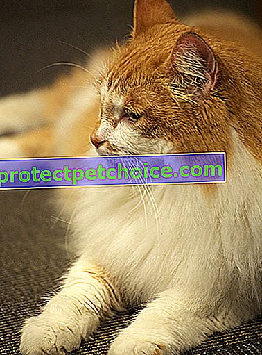 Фото: кішка породи манчкін на домашніх тваринах
