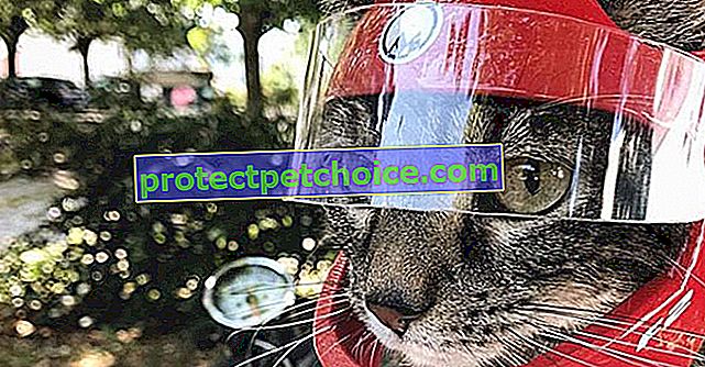 Kočka Cathode, kterou zachránil její pán, se nyní těší úspěchu v sítích