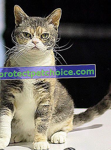 Foto: Americká kočka Wirehair na zvířatech